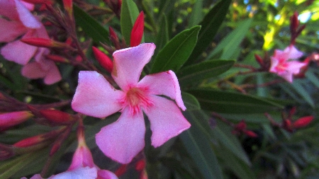 Oleander_rosa