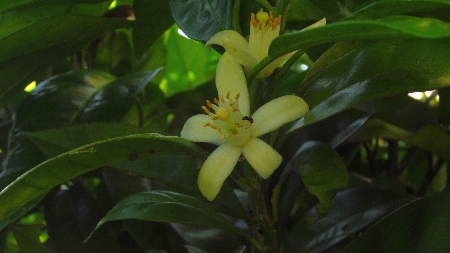 Zitronenbluete_mit_Insekt