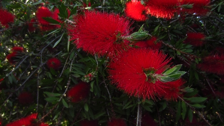 Flaschenputzerstrauch