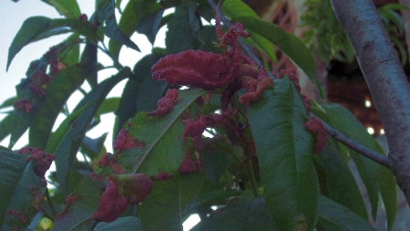 Pfirsichbaum_mit_kranken_Blaettern