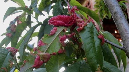 Pfirsichbaum_mit_kranken_Blaettern