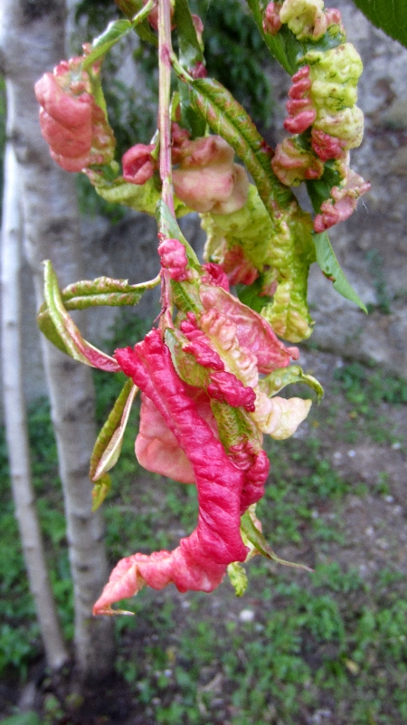 Pfirsichbaum_mit_kranken_Blaettern