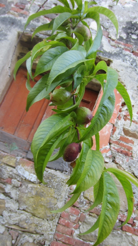 Pfirsichbaum_mit_kranken_Blaettern