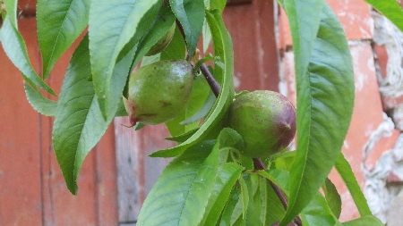 Pfirsichbaum_mit_kranken_Blaettern