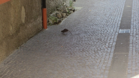 Sarzana_Ratte