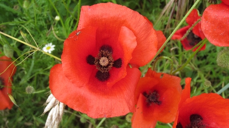 Mohn