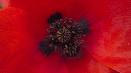 Mohn