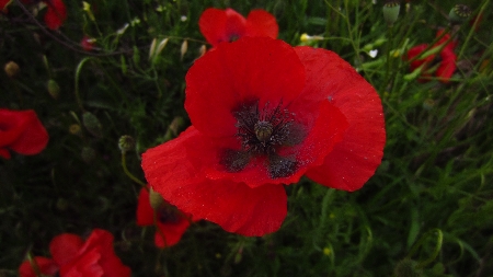 Mohn