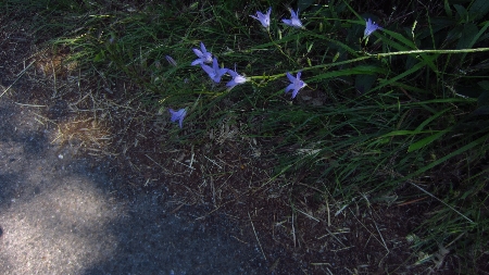Tuscania_Glockenblume