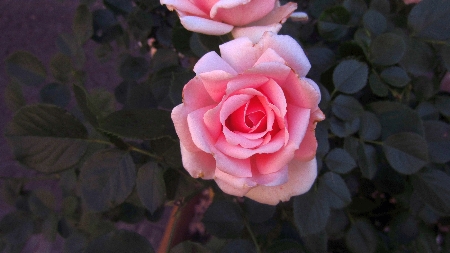 Tuscania_Rose
