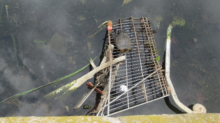 LaSpezia_Wasserschildkroete