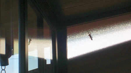 Massarosa_Eisdiele_Gecko