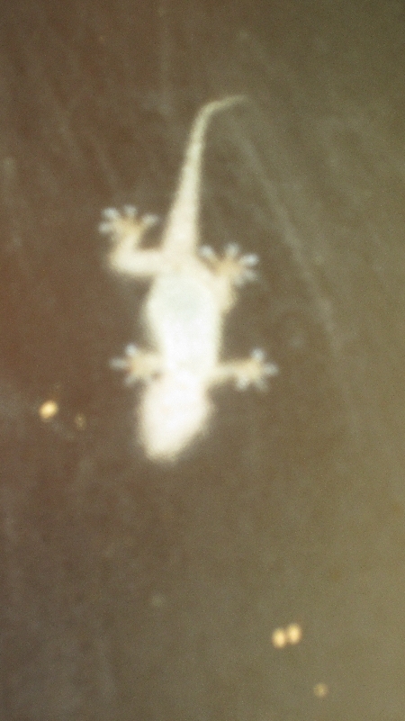 Massarosa_Eisdiele_Gecko