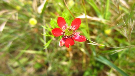 ToskanaTour_Adonisroeschen