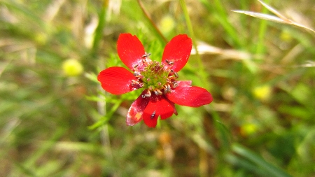 ToskanaTour_Adonisroeschen