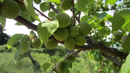 ToskanaTour_Aprikosenbaum