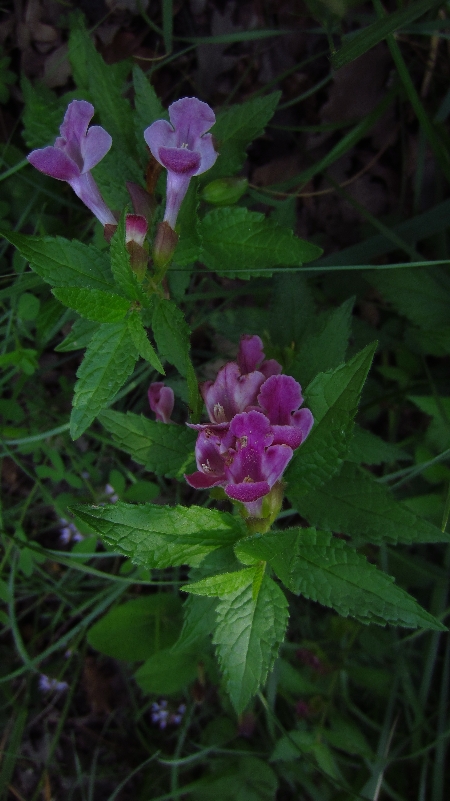 ToskanaTour_Bienensaug