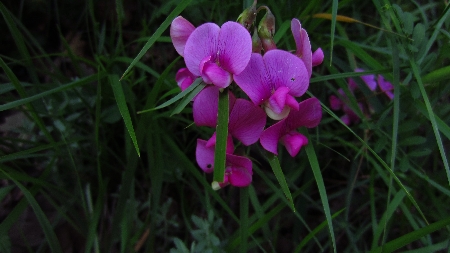 ToskanaTour_Platterbse