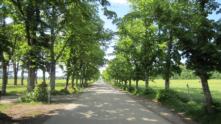 SanGalgano_Allee
