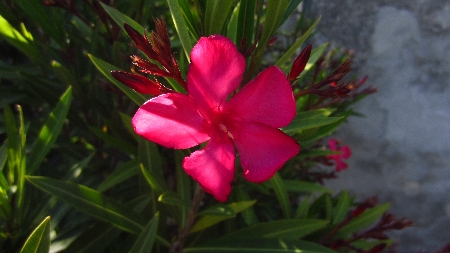 Piaggetta_Oleander