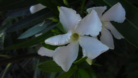 Oleander