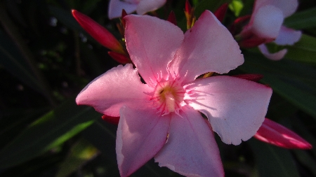 Oleander