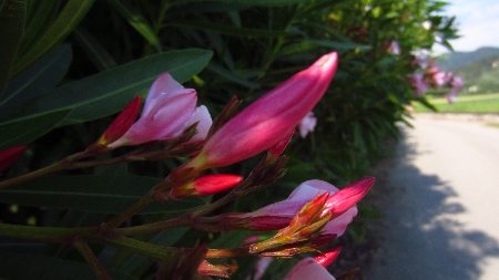 Oleander
