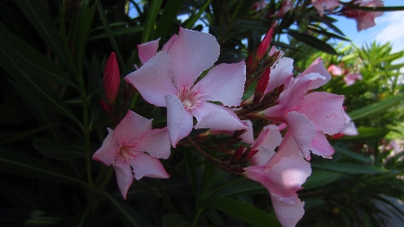 Oleander