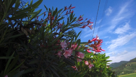 Oleander