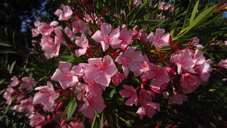 Oleander