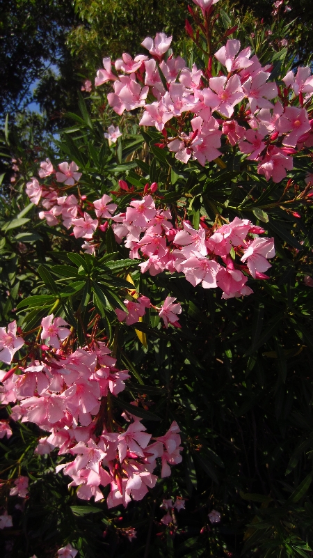 Oleander