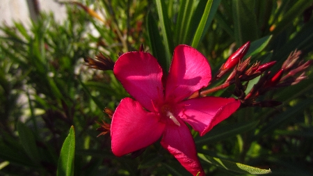Oleander_rot