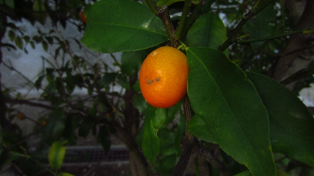 Kumquat