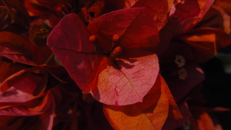Bougainvillea