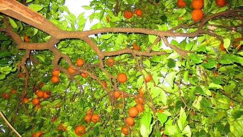 Orangenbaeume