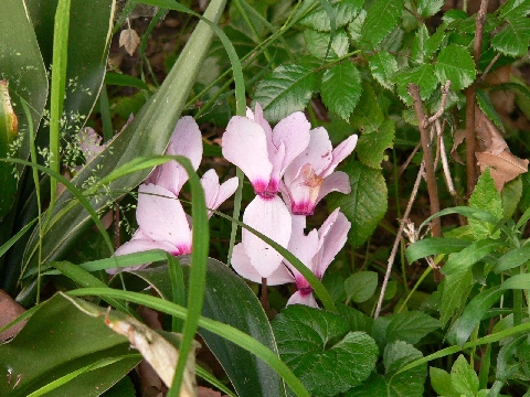 Cyclamen