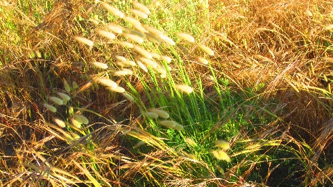 Gras