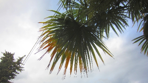 Palmwedel