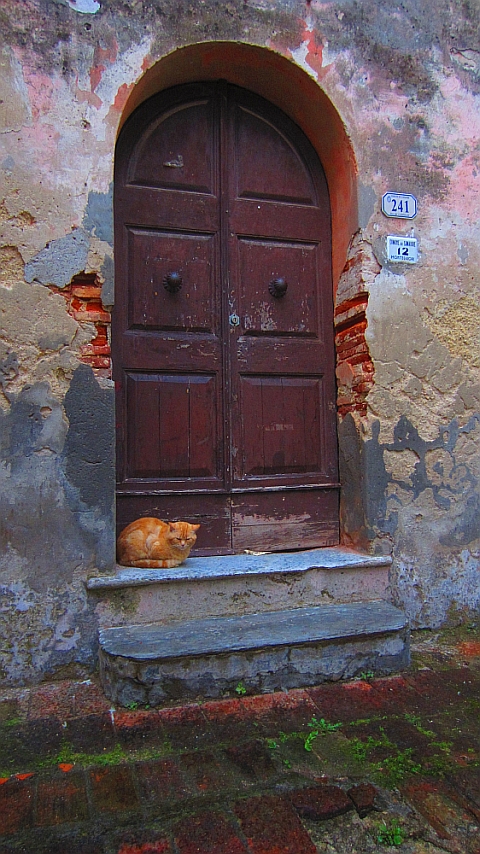 Monteggiori_katze
