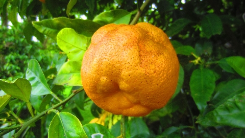 Orangenbaum