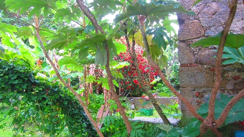 Flaschenputzerstrauch