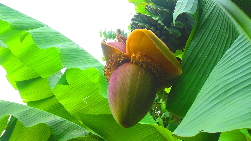 Bananenbl&uuml;te