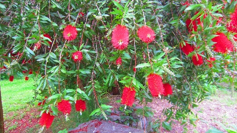 Flaschenputzerstrauch