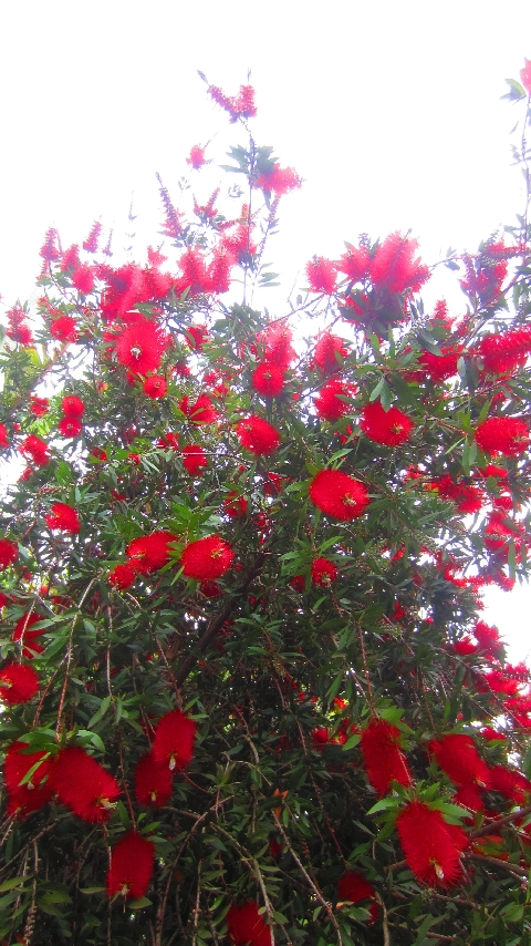 Flaschenputzerstrauch