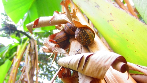 Bananenbl&auml;tter_mit_Schnecken