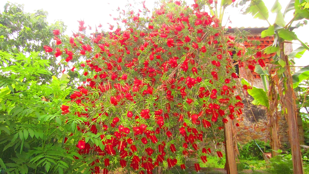 Flaschenputzerstrauch