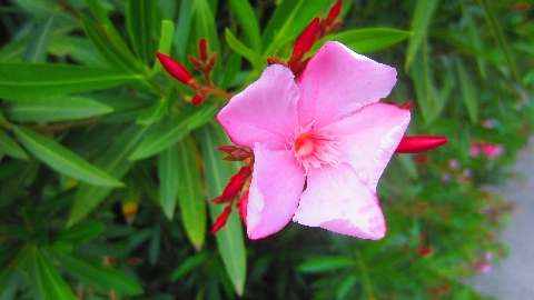 Oleander