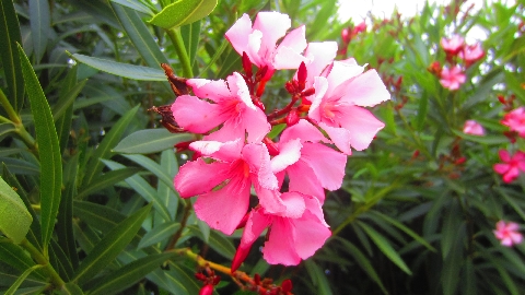 Oleander