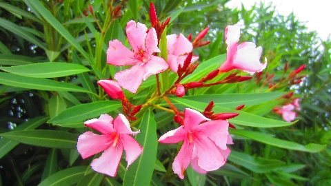Oleander