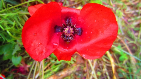 Mohn
